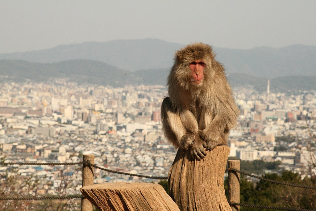 Kyoto, Arashiyama - the monkey park – фотографии Японии