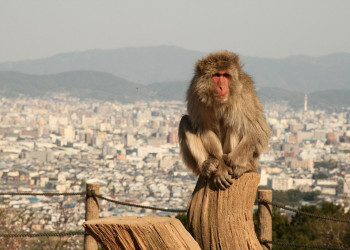 Kyoto, Arashiyama - the monkey park – фотографии Японии