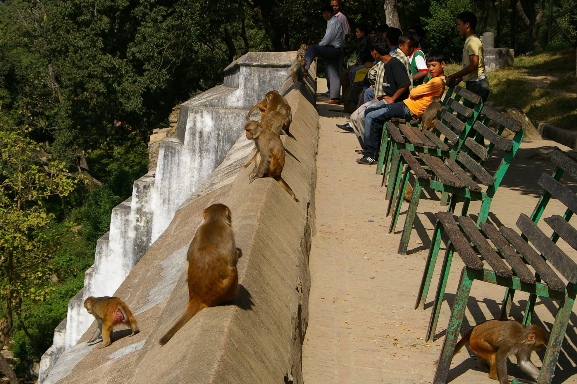 Обезьяны в Пашупатинатхе – фотографии Непала