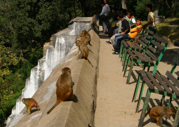Обезьяны в Пашупатинатхе – фотографии Непала