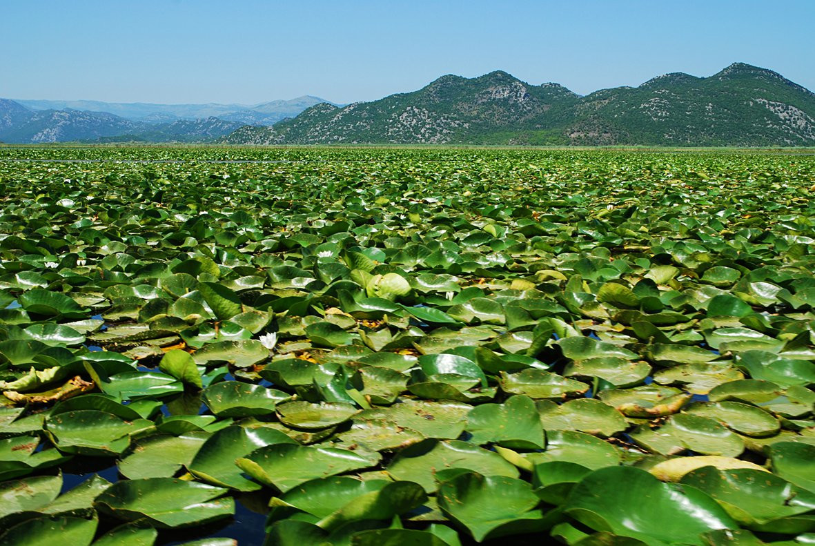 Скадарское озеро, Черногория. Фото 46 – фотографии Черногории
