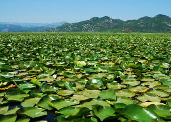 Скадарское озеро, Черногория. Фото 46 – фотографии Черногории