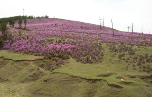Природа в Дарасун, Россия. Фото 1 – фотографии России
