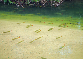 Рыба в Бониту, Бразилия – фотографии Бразилии