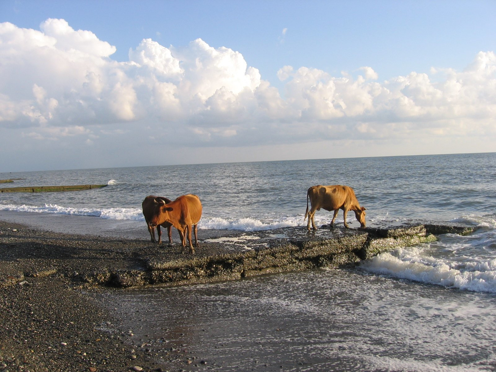 Коровы на берегу, Абхазия – фотографии Абхазии