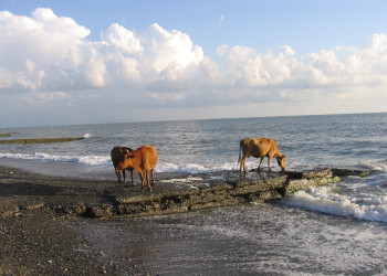 Коровы на берегу, Абхазия – фотографии Абхазии