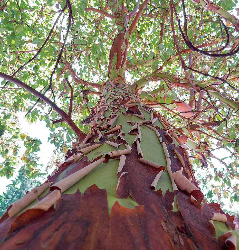 Олимпик Национальный Парк. Фото 3 – фотографии США