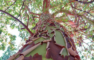 Олимпик Национальный Парк. Фото 3 – фотографии США