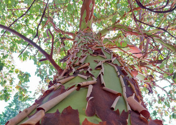 Олимпик Национальный Парк. Фото 3 – фотографии США