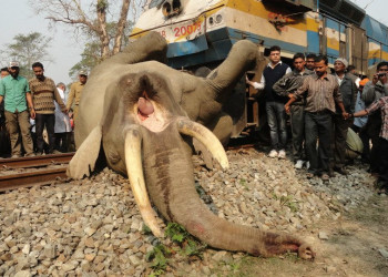 Поезд сбил слона – фотографии Индии