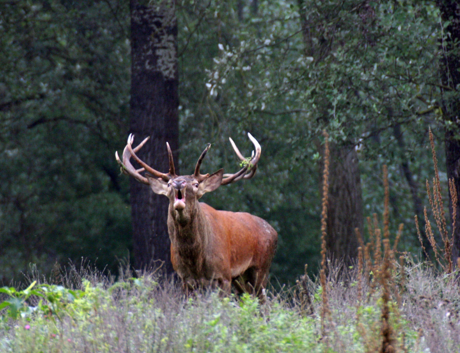 В заповеднике Донау-Ауэн (Donau-Auen) – фотографии Австрии
