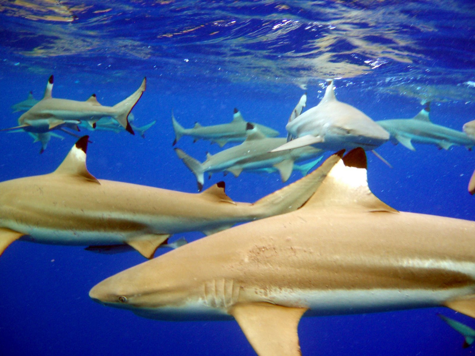 Французская Полинезия, фото № 4866 – фотографии Французской Полинезии