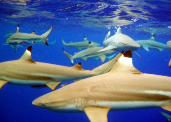 Французская Полинезия, фото № 4866 – фотографии Французской Полинезии