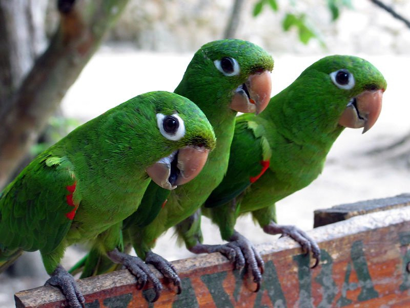 Пунта-Кана, Доминикана, фото № 30493 – фотографии Доминиканы