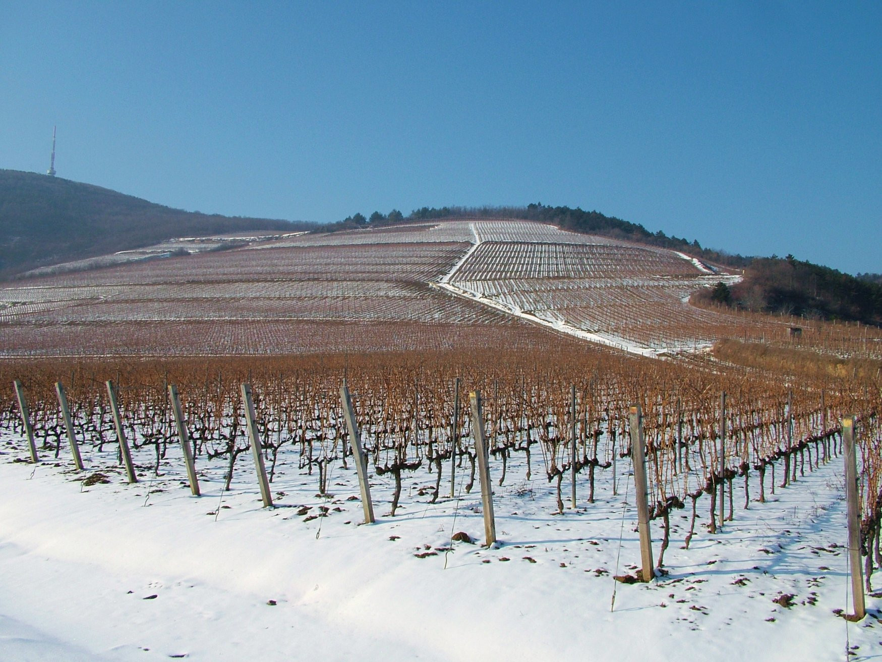 Токай, Венгрия, фото № 70747 – фотографии Венгрии