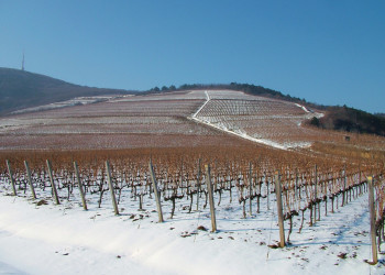 Токай, Венгрия, фото № 70747 – фотографии Венгрии