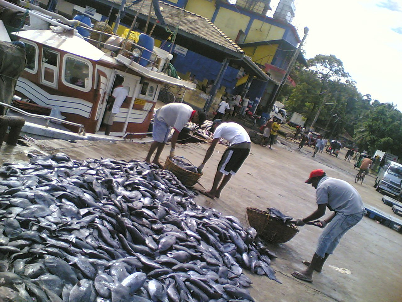 Шри-Ланка, фото № 1179 – фотографии Шри-Ланки