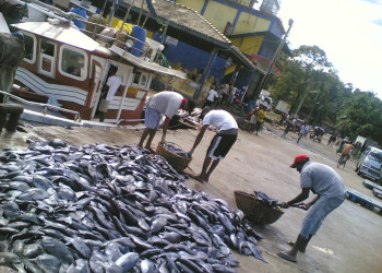 Шри-Ланка, фото № 1179 – фотографии Шри-Ланки