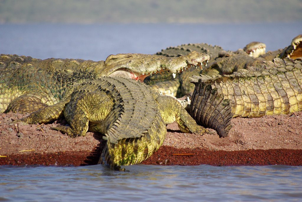Крокодилы – фотографии Эфиопии