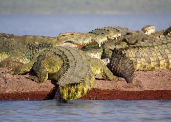 Крокодилы – фотографии Эфиопии
