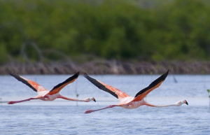 Птицы в Крукед Айленд, Багамские острова – фотографии Багамских островов