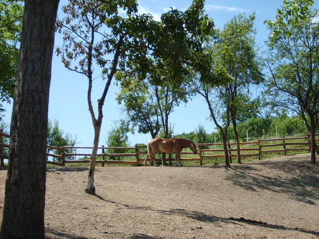 Природа в Словонии, Хорватия. Фото 1 – фотографии Хорватии