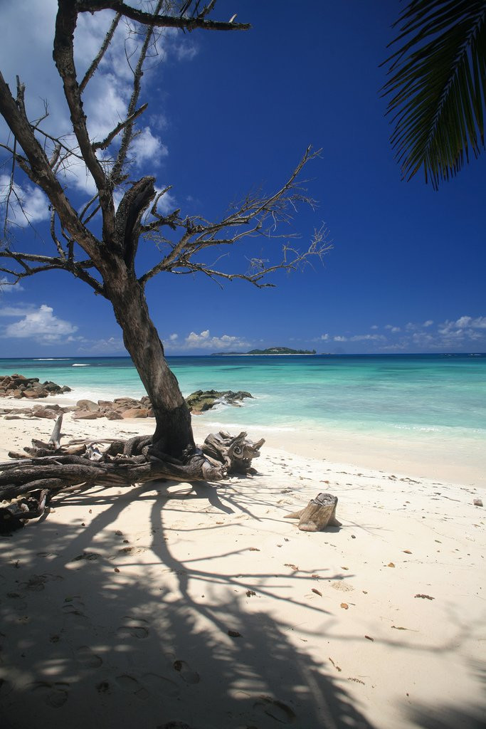 Дерево на острове Праслин, Сейшелы – фотографии Сейшельских островов