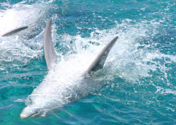 Плайя-дель-Кармен, Ривьера-Майя, Мексика, фото № 43937 – фотографии Мексики