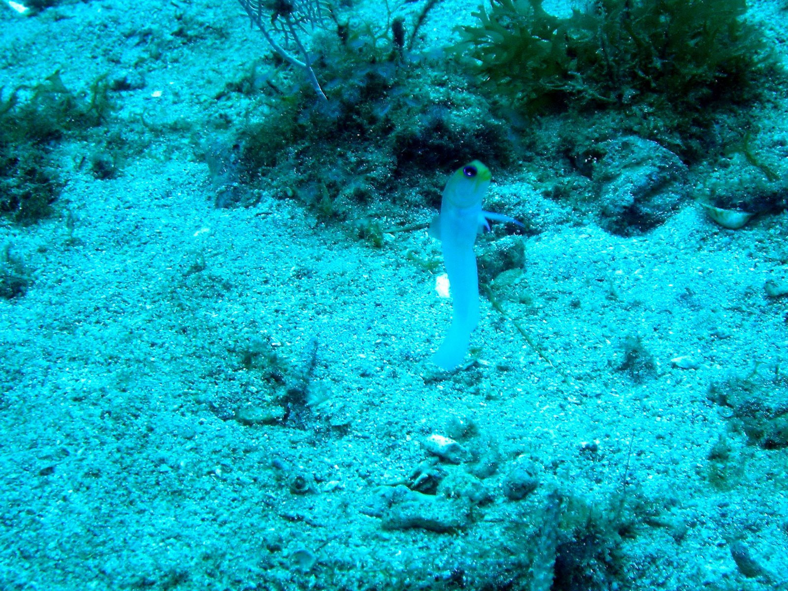 Гваделупа, фото № 3534 – фотографии Гваделупы