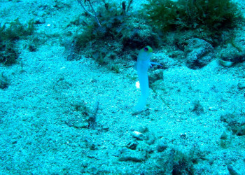 Гваделупа, фото № 3534 – фотографии Гваделупы