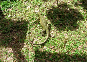 Гваделупа, фото № 3642 – фотографии Гваделупы