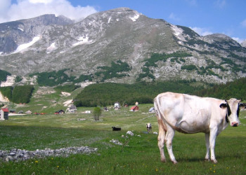Животные в Дурмитор, Черногория. Фото 4 – фотографии Черногории