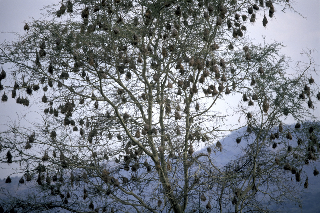 Национальный парк Омо в Эфиопии. Фото 5 – фотографии Эфиопии
