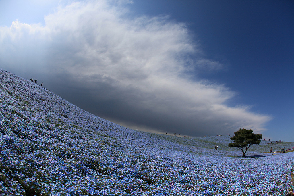 Красивый парк Хитачи-Сисайд в Японии – фотографии Японии