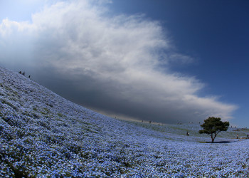 Красивый парк Хитачи-Сисайд в Японии – фотографии Японии