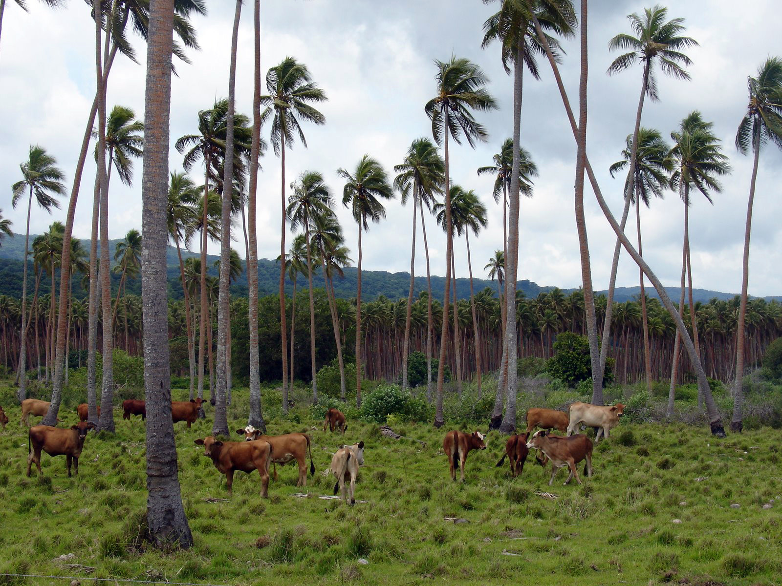 Живописное сельское хозяйство в Вануату – фотографии Вануату