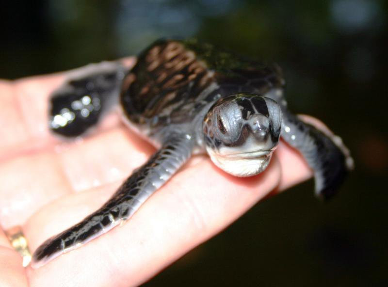 Калутара, Шри-Ланка, фото № 51227 – фотографии Шри-Ланки