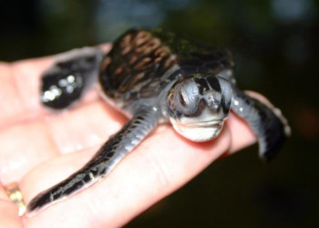 Калутара, Шри-Ланка, фото № 51227 – фотографии Шри-Ланки