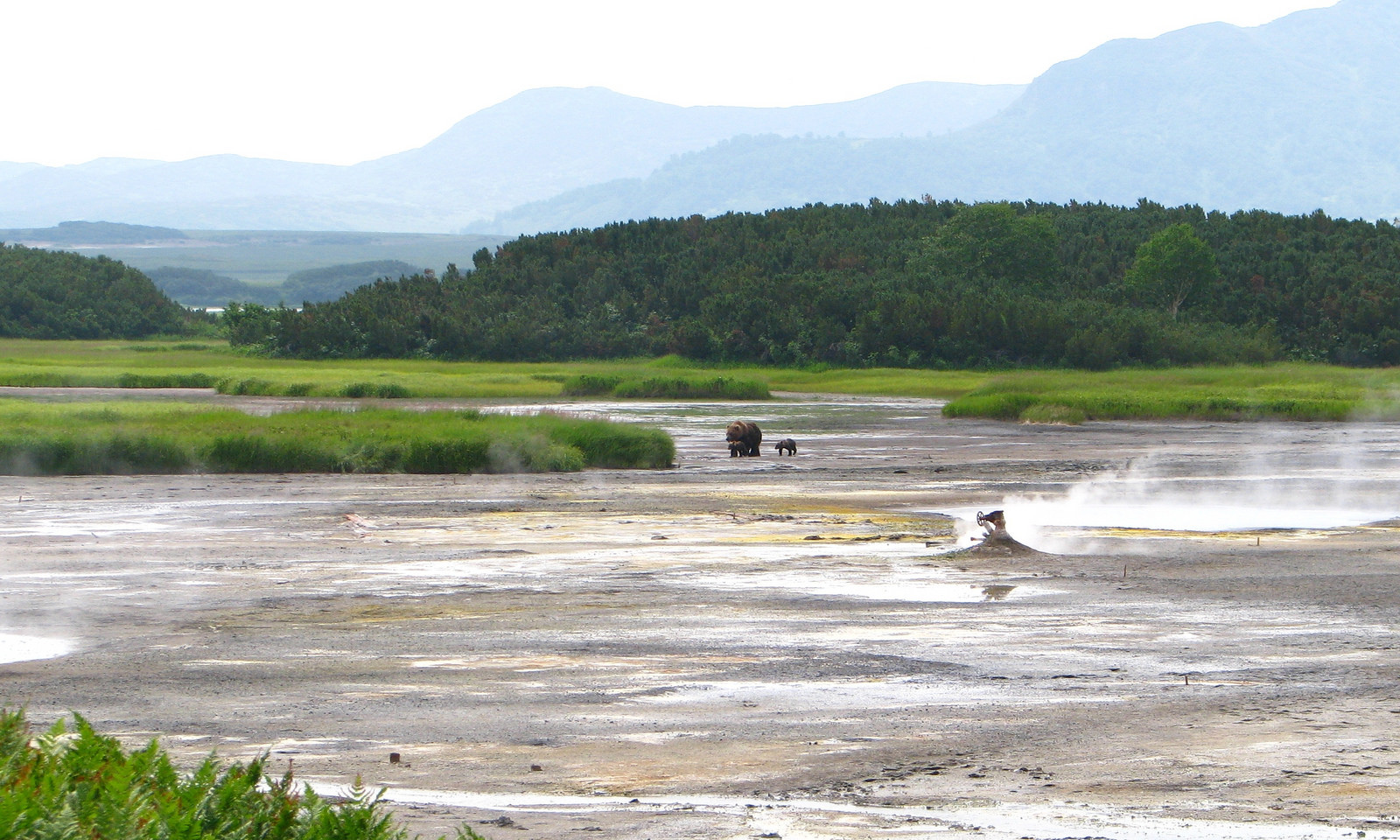 Семейка медведей, кальдера вулкана Узон на Камчатке – фотографии России