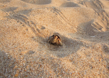 Коcгода, Шри-Ланка, фото № 51508 – фотографии Шри-Ланки