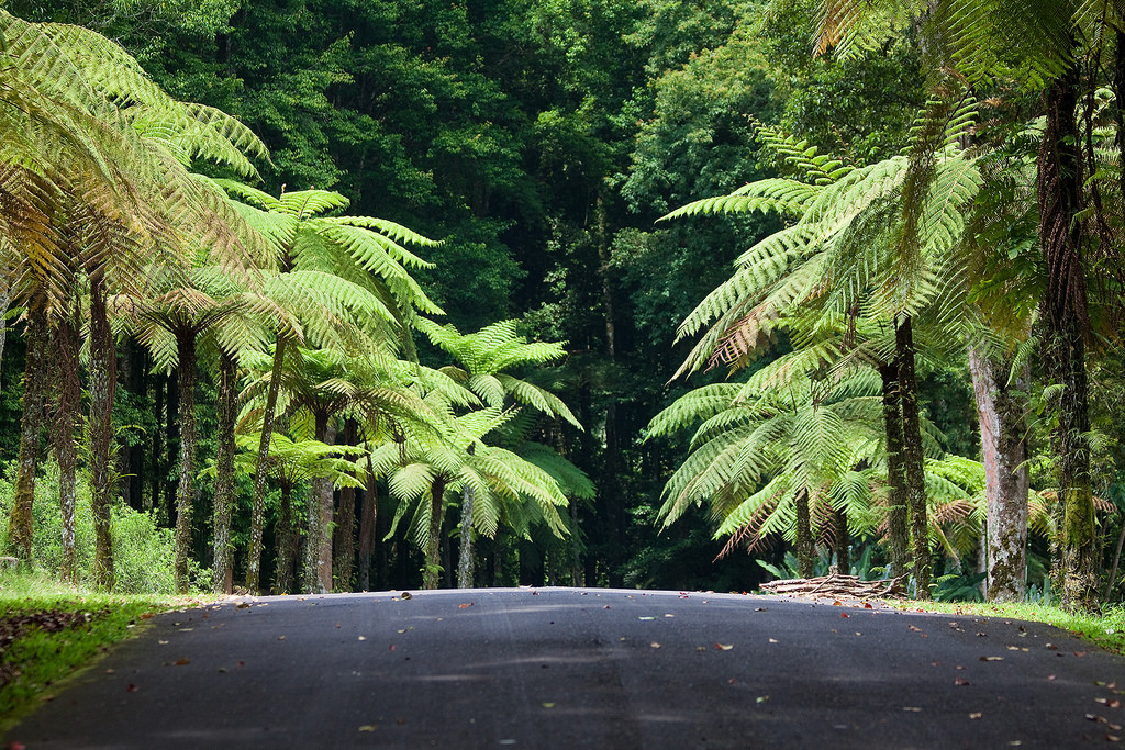 Ботанический сад Eka Karya Botanic Garden. Фото 2 – фотографии Индонезии