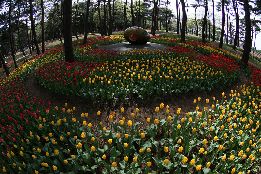 Замечательный парк Хитачи-Сисайд в Японии. Фото 1 – фотографии Японии