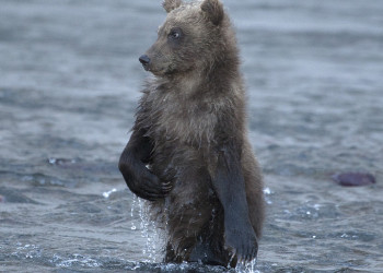 Мишка, Камчатский полуостров. Фото 1 – фотографии России