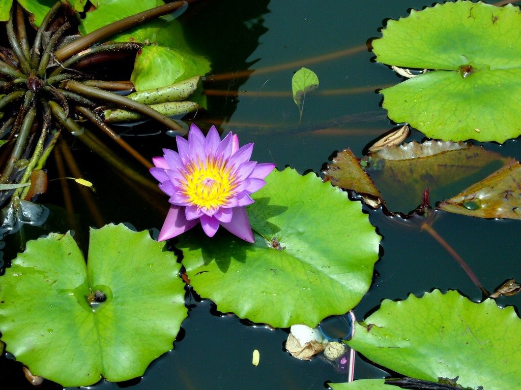 Дамбулла, Шри-Ланка, фото № 51082 – фотографии Шри-Ланки