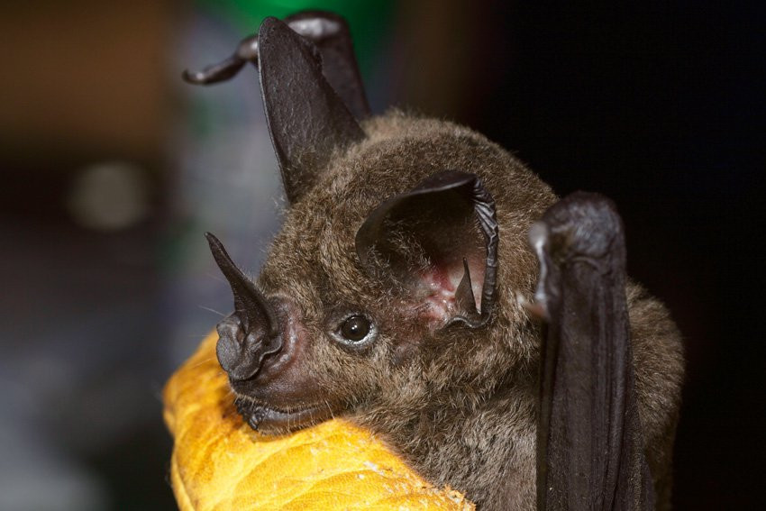 Французская Гвиана, фото № 2114 – фотографии Французской Гвианы