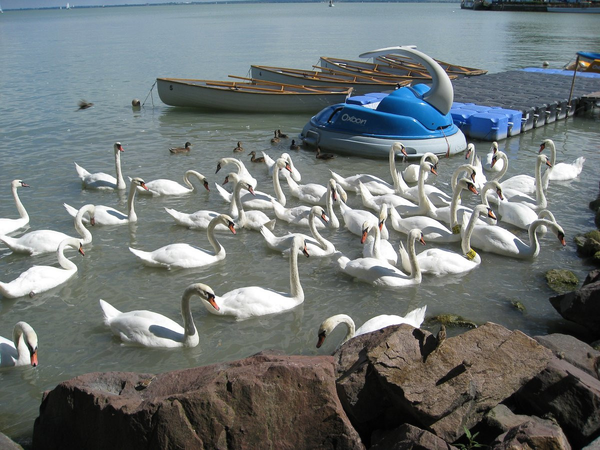 Балатон озеро, Венгрия, фото № 69705 – фотографии Венгрии
