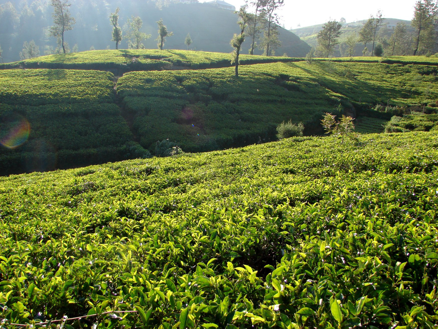 Нувара Элия, Шри-Ланка, фото № 52085 – фотографии Шри-Ланки