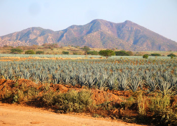 Плантации голубой агавы в г.Текила, Мексика – фотографии Мексики