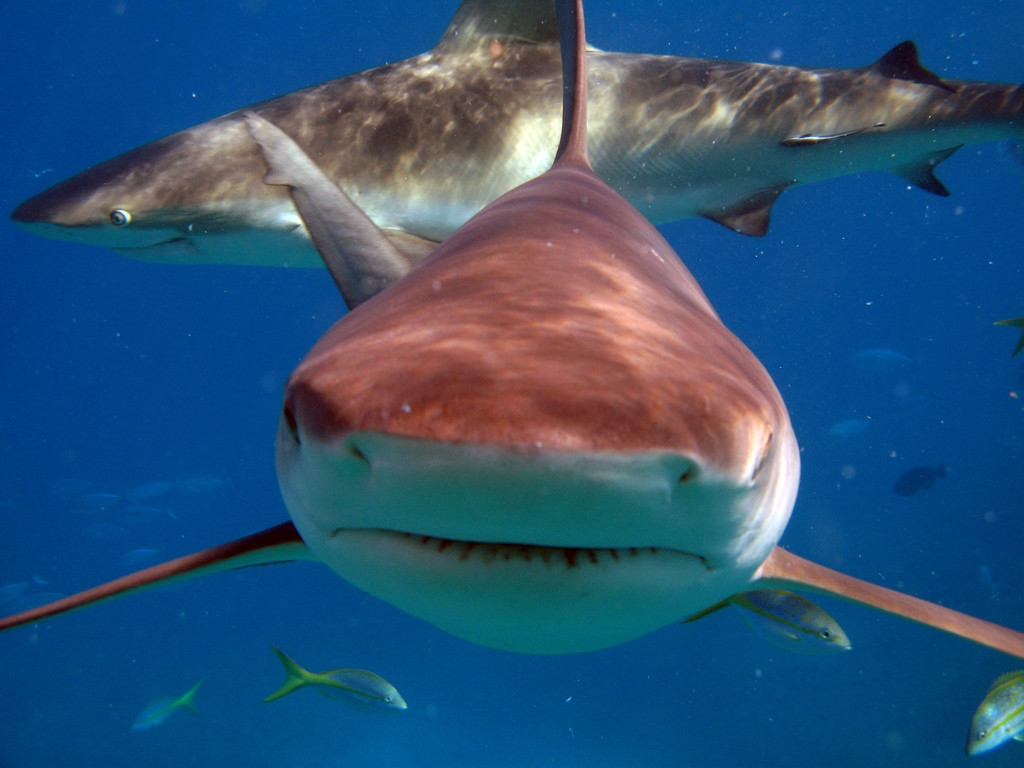 Рыбы на острове Бимини, Багамские острова. Фото 2 – фотографии Багамских островов