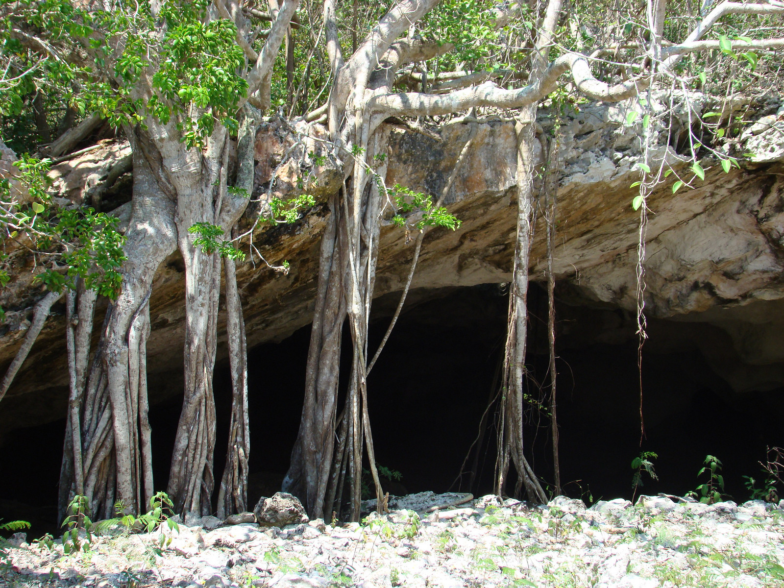 Пещеры острова Мидл-Кайкос (Middle Caicos) – фотографии Тёркс и Кайкос